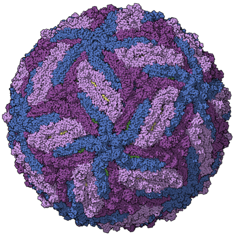 480px-Zika-chain-colored